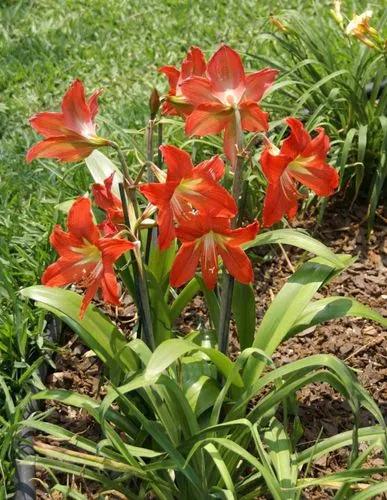 Barbados Lily