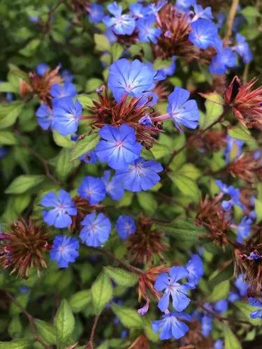 Chinese Plumbago