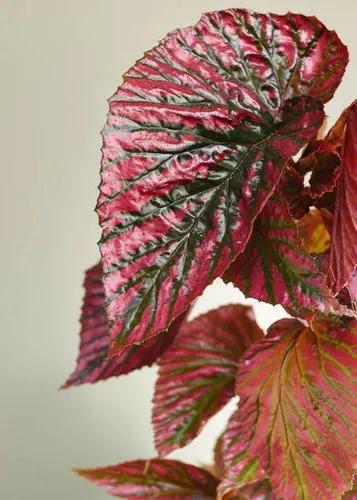 Begonia Brevirimosa