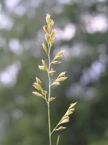 Fine-Leaf Sheep Fescue