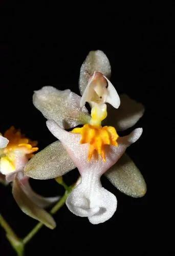 Oncidium Twinkle