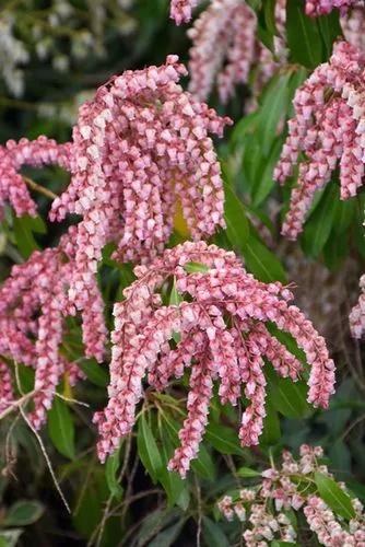 Japanese pieris