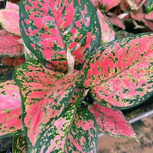 Agloanema, Red Peacock