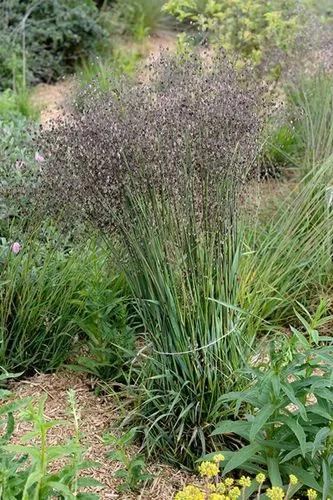 Common Quaking Grass