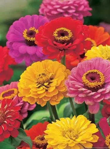 Zinnia