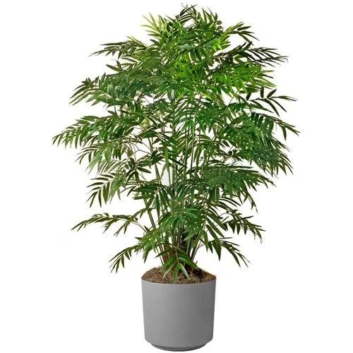 Fish Tail Palm
