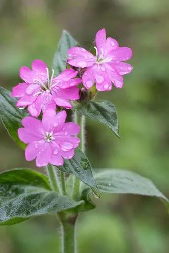 Red Campion