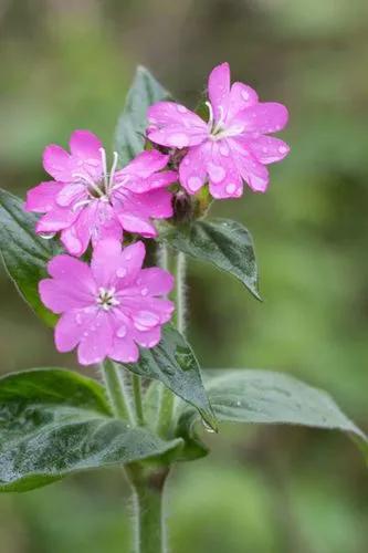 Red Campion