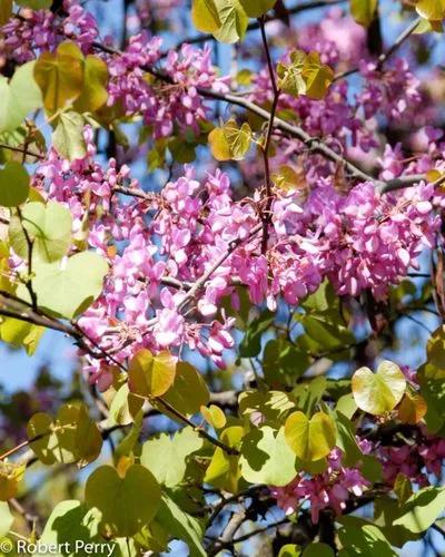 Western Redbud