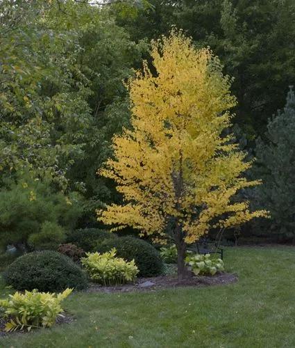 Katsura Tree