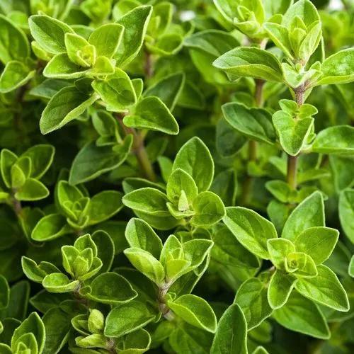 Italian Oregano