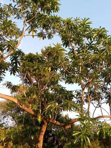 Quininetree