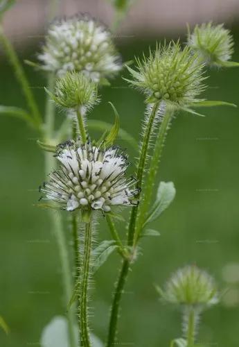 Small Teasel