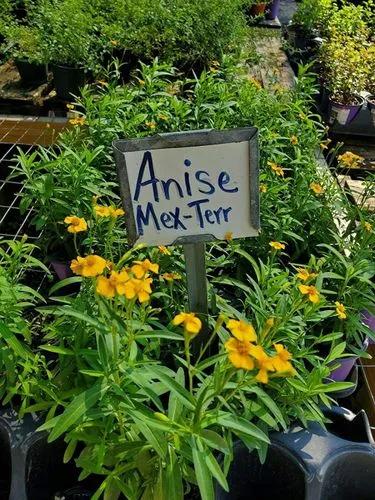 Mexican Mint Marigold