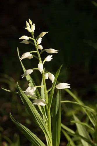 Narrow-leaved Helleborine