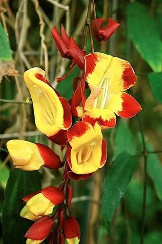 Mysore trumpetvine