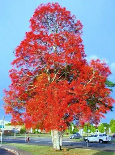 Illawarra Flame Tree