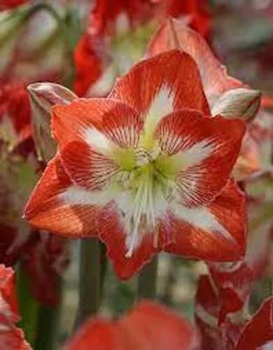 Amaryllis Minerva