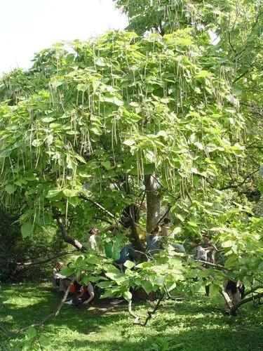 Indian Bean Tree