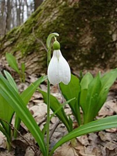 Crimean Snowdrop