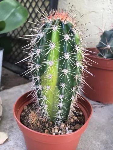 Elephant cactus