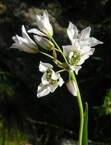 Nothoscordum Gracile