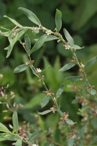 Prostrate Knotweed