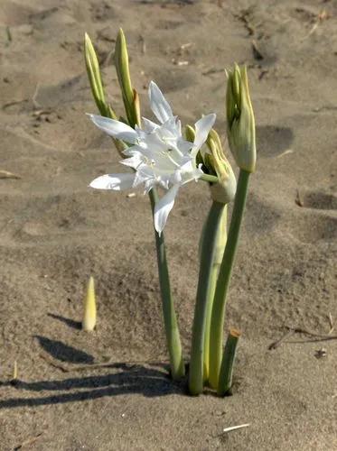 Sea Daffodil