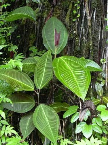 Miconia Tschudyoides