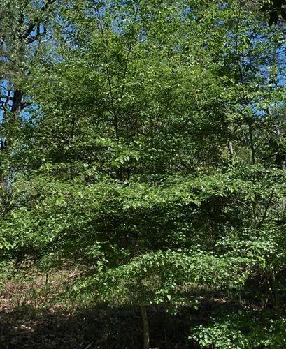 Parsley Hawthorn