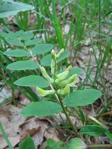 Astragalus Glycyphyllos