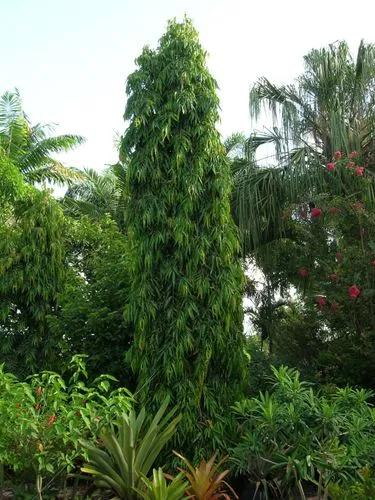 Cemetery-tree