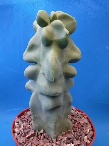 Totem Pole Cactus