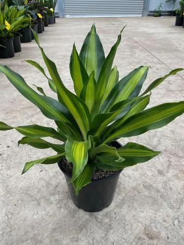 Dracaena Golden Heart