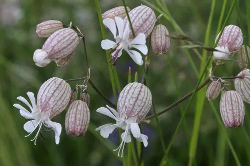 Bladder Campion