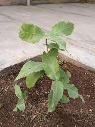 Brant'S Oak