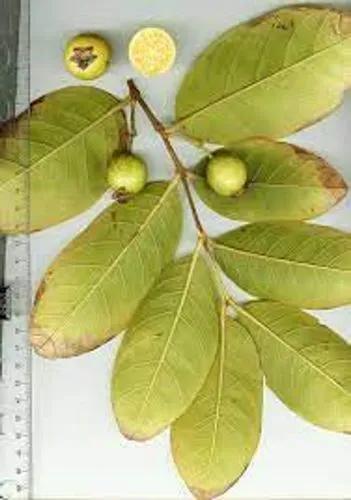 Brazilian Guava