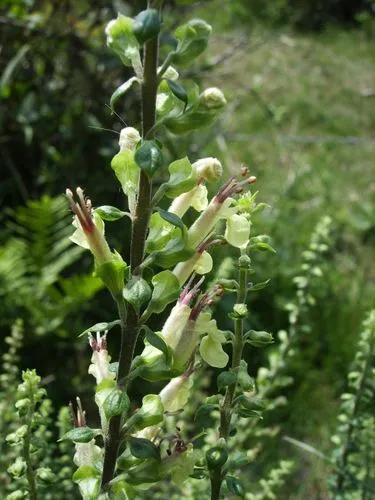 Teucrium Scorodonia