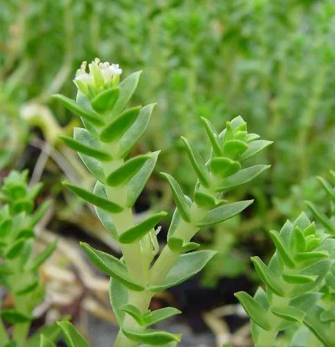 Ipomoea Pandurata