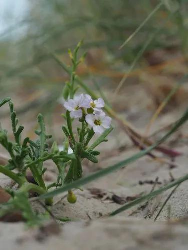 Sea Rocket