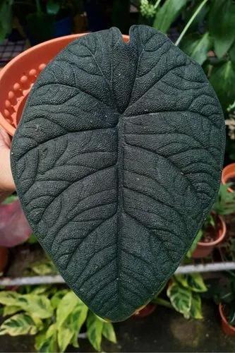 Jewel Alocasia