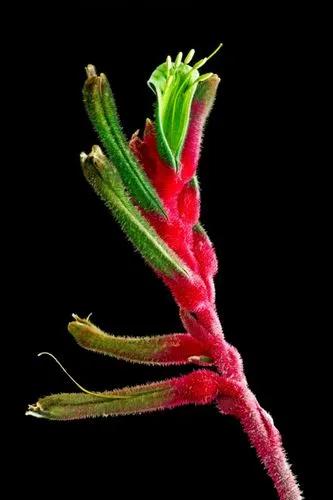 Red Kangaroo Paw