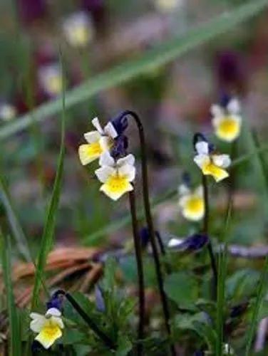 Field Pansy