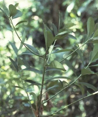 Ardisia Revoluta