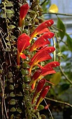 Columnea Microphylla