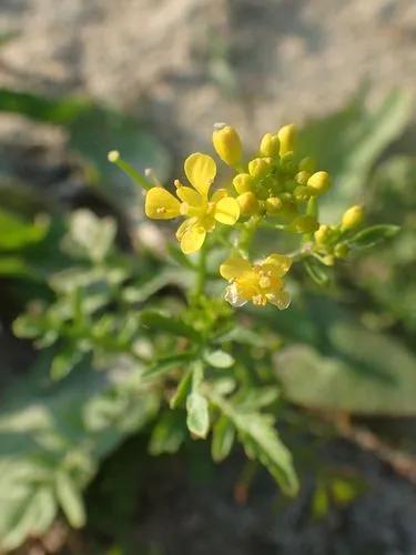 Creeping Yellowcress