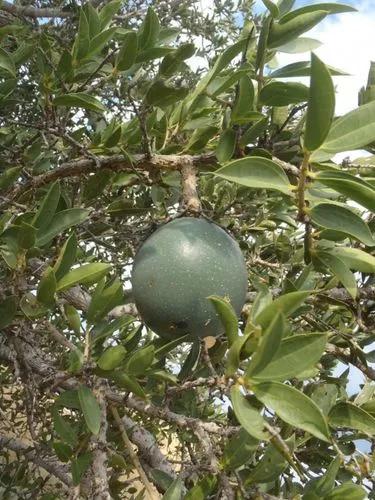 Spiny-leaved Monkey-orange