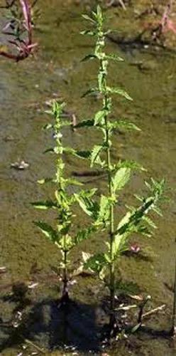 Gypsywort