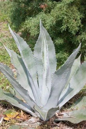 Agave 'Silver Surfer'