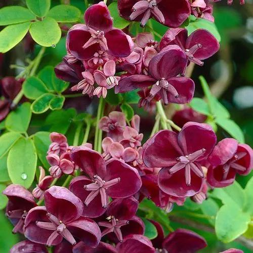 Chocolate Vine